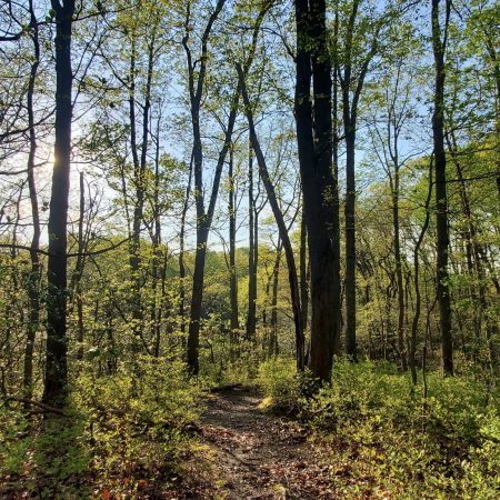 Bodkin Creek Conservation Easement