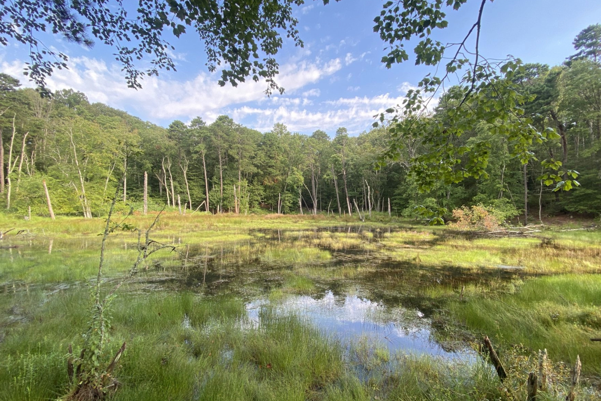 Coastal Bog_homepage_2025